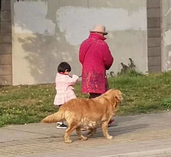 偶遇一位奶奶牵孙女遛狗,可仔细看了下,奶奶是不是牵错了? 偶遇一位奶奶牵孙女遛狗,可仔细看了下,奶奶是不是牵错了?