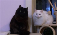 狮子猫是大型猫吗