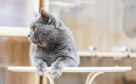 家猫和野猫接触会得病吗