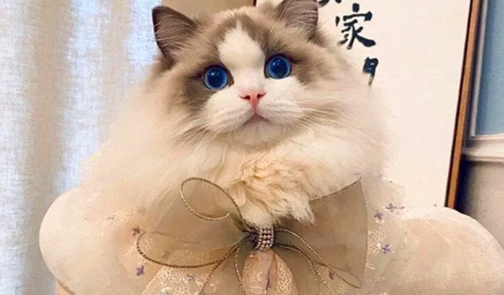 海双布偶猫多少钱一只 海双布偶猫多少钱一只
