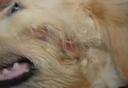 狗狗真菌细菌感染用什么药