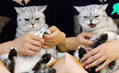 猫不让剪指甲还咬人怎么办