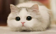 猫能吃蛋白粉吗有营养吗
