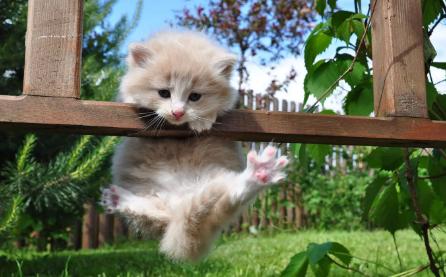 猫咪得了猫瘟初期症状