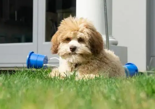 罗秦犬长什么样 罗秦犬长什么样