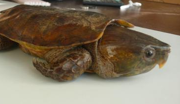 鹰嘴龟竟然有这些药效功能?真是大开眼界! 鹰嘴龟竟然有这些药效功能?真是大开眼界!