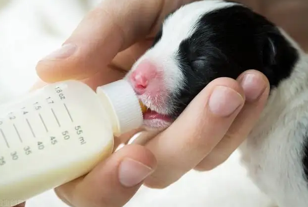 幼犬到几个月可以不用喝羊奶