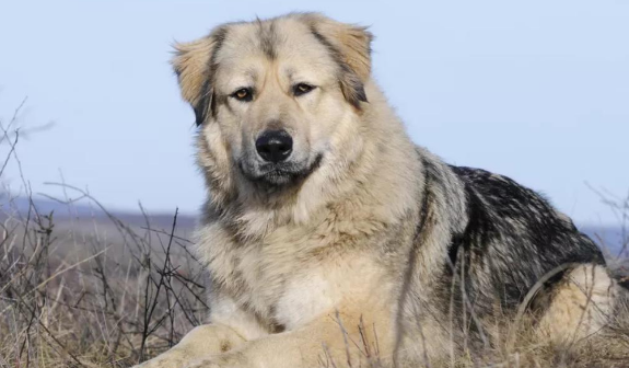 主人可以打高加索犬吗