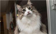 挪威森林猫适合新手养吗