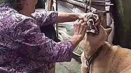 狗狗嫌弃没肉不肯吃饭,奶奶的操作把人看呆:姜还是老的辣 狗狗嫌弃没肉不肯吃饭,奶奶的操作把人看呆:姜还是老的辣
