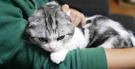 猫打呼噜是生气还是高兴了 猫打呼噜是生气还是高兴了