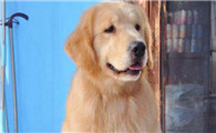 金毛犬吃什么食物最好