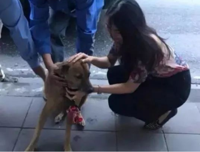 每一只被遗弃的猫狗,都在无望与恐惧中等待 每一只被遗弃的猫狗,都在无望与恐惧中等待