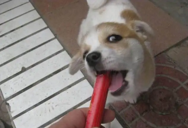 狗能吃火腿肠吗为什么