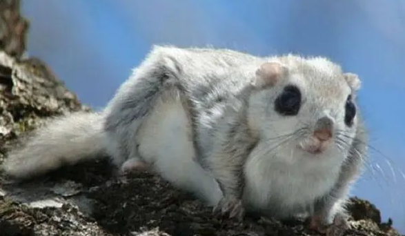 训练鼯鼠是不是很难?一文替你解答! 训练鼯鼠是不是很难?一文替你解答!