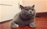 蓝猫颜色越来越浅怎么回事