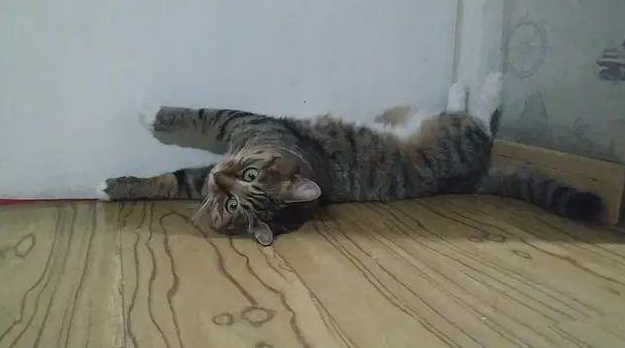 又是被猫猫嘲笑的一天!真相让人泪目,猫猫会嫌弃铲屎官笨么? 又是被猫猫嘲笑的一天!真相让人泪目,猫猫会嫌弃铲屎官笨么?
