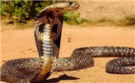 眼镜王蛇最大有多少斤？不清楚的快来看看！