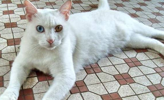 人在家中坐,猫从天上来!莫名从窗外捡回一只猫,却不知主人是谁 人在家中坐,猫从天上来!莫名从窗外捡回一只猫,却不知主人是谁