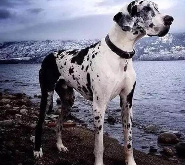大丹犬的优缺点
