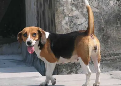 比格猎犬适合家养吗