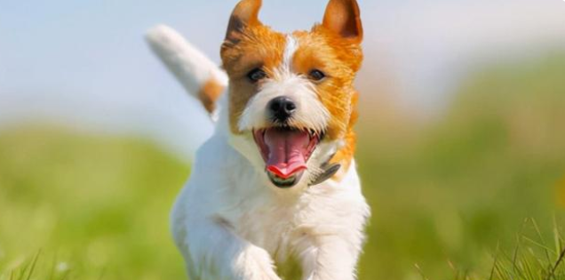 杰克罗素梗犬优缺点 杰克罗素梗犬优缺点