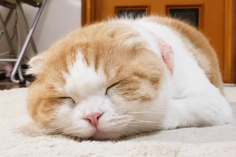 小猫睡觉突然抽搐了几下