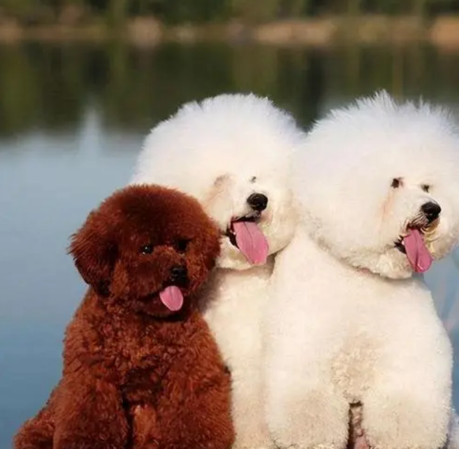 比熊犬和泰迪犬的区别 比熊犬和泰迪犬的区别