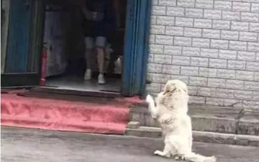 流浪狗不停向女子作辑,女子很是好奇,跟过去一看红了眼!!