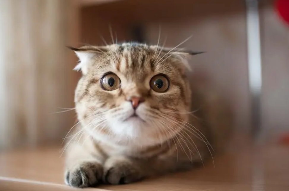 猫做完绝育手术还会叫春吗