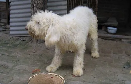 俄罗斯南部牧羊犬和英国古牧有何区别?不清楚的快来看看! 俄罗斯南部牧羊犬和英国古牧有何区别?不清楚的快来看看!
