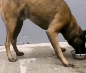 流浪犬逆袭成警犬,从此走上“狗生巅峰”! 流浪犬逆袭成警犬,从此走上“狗生巅峰”!