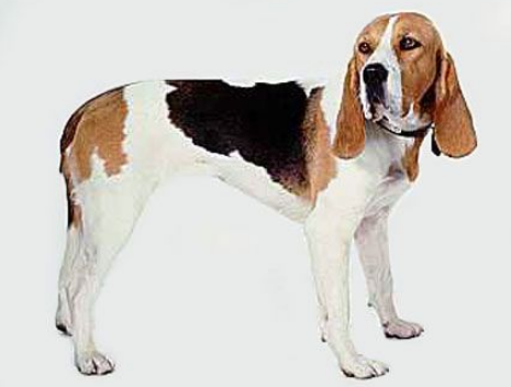 长得和比格猎犬很像的狗