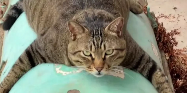 近日,四川一网友晒出了自家有趣的狸花猫..... 近日,四川一网友晒出了自家有趣的狸花猫.....
