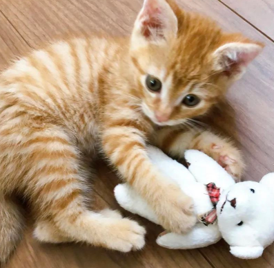 捡了只没断奶的小橘猫，见证它变成干饭橘的全过程...好治愈！