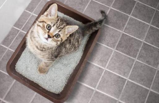 猫肛门出血,啥情况?怎样治疗?