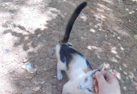 连续救了2次小猫之后,原本对小哥凶巴巴的流浪猫连小猫都不要了 连续救了2次小猫之后,原本对小哥凶巴巴的流浪猫连小猫都不要了