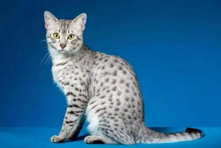 埃及猫掉毛严重吗