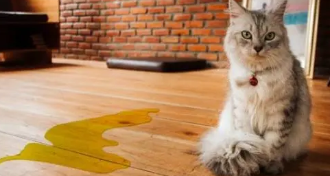 猫尿不出来尿怎么解决 猫尿不出来尿怎么解决