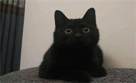 孟买猫是什么品种