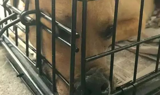 狗狗被虐待一整年,邻居报警后被救下,它到底经历了什么? 狗狗被虐待一整年,邻居报警后被救下,它到底经历了什么?