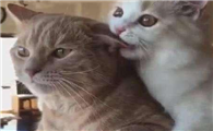 猫一直呜呜呜的叫是什么意思