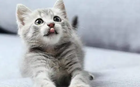 猫咪吐黄水有泡沫粘液吃什么药
