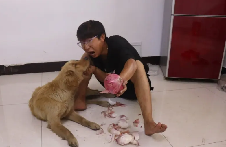 狗狗吃多少洋葱会死 狗狗吃多少洋葱会死