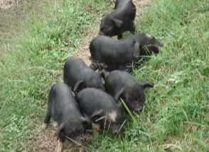 从出生到出栏,关于白洗猪的幸福一生 从出生到出栏,关于白洗猪的幸福一生