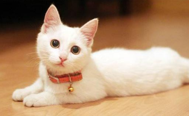 猫咪带项圈会难受吗