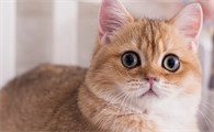 猫出汗吗?