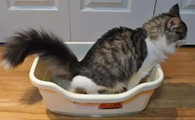 公猫母猫能用一个猫砂盆吗