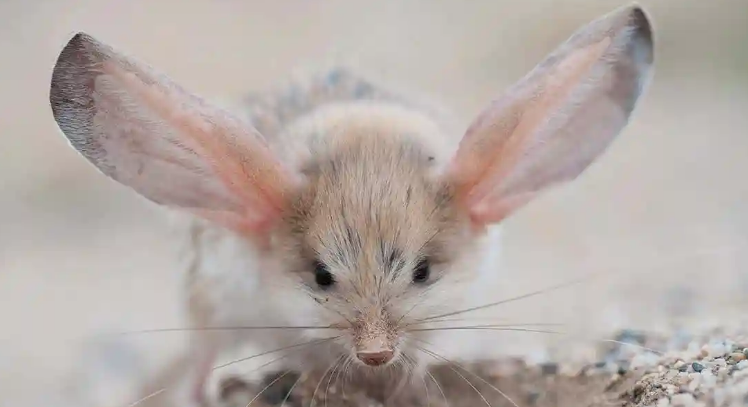 耳朵引人注目的长耳鼠,好不好养呢?