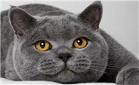 猫猫耳朵有点热怎么回事